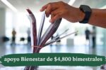 apoyo Bienestar de $4,800 bimestrales, requisitos y fechas de depósito